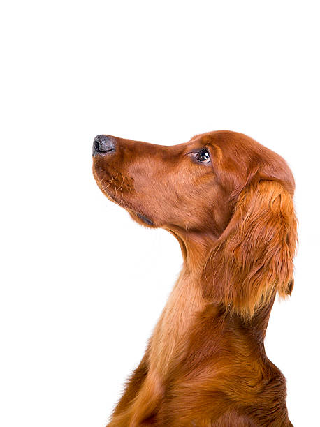 Mauvaise photo - profil